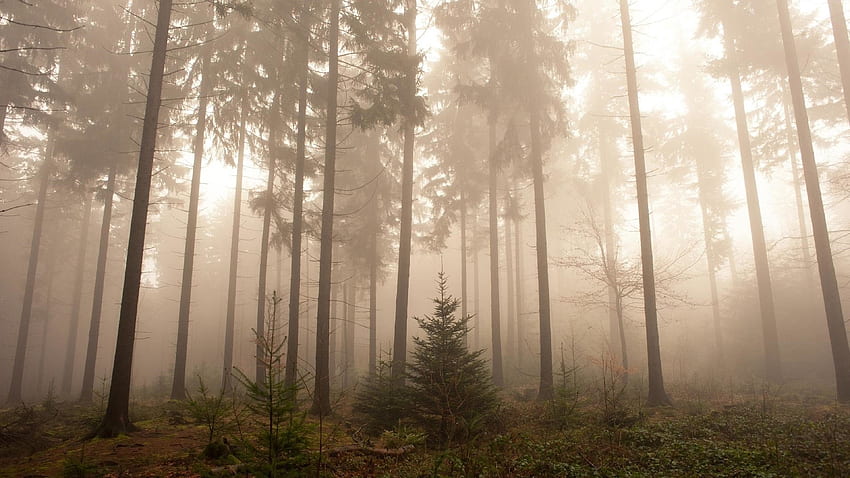 .wiki-Nature-Foggy-Forest--PIC-WPB004351 高画質の壁紙