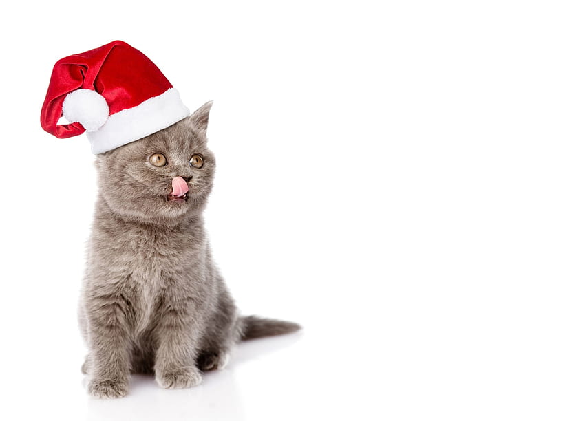 Christmas kitten, kitten, animal, craciun, cute, cat, pisica, christmas, red, funny, tongue, santa, hat HD wallpaper