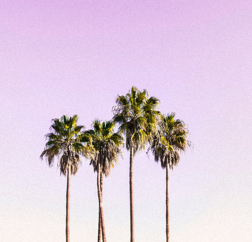 Sky and palm trees, minimal HD wallpaper | Pxfuel