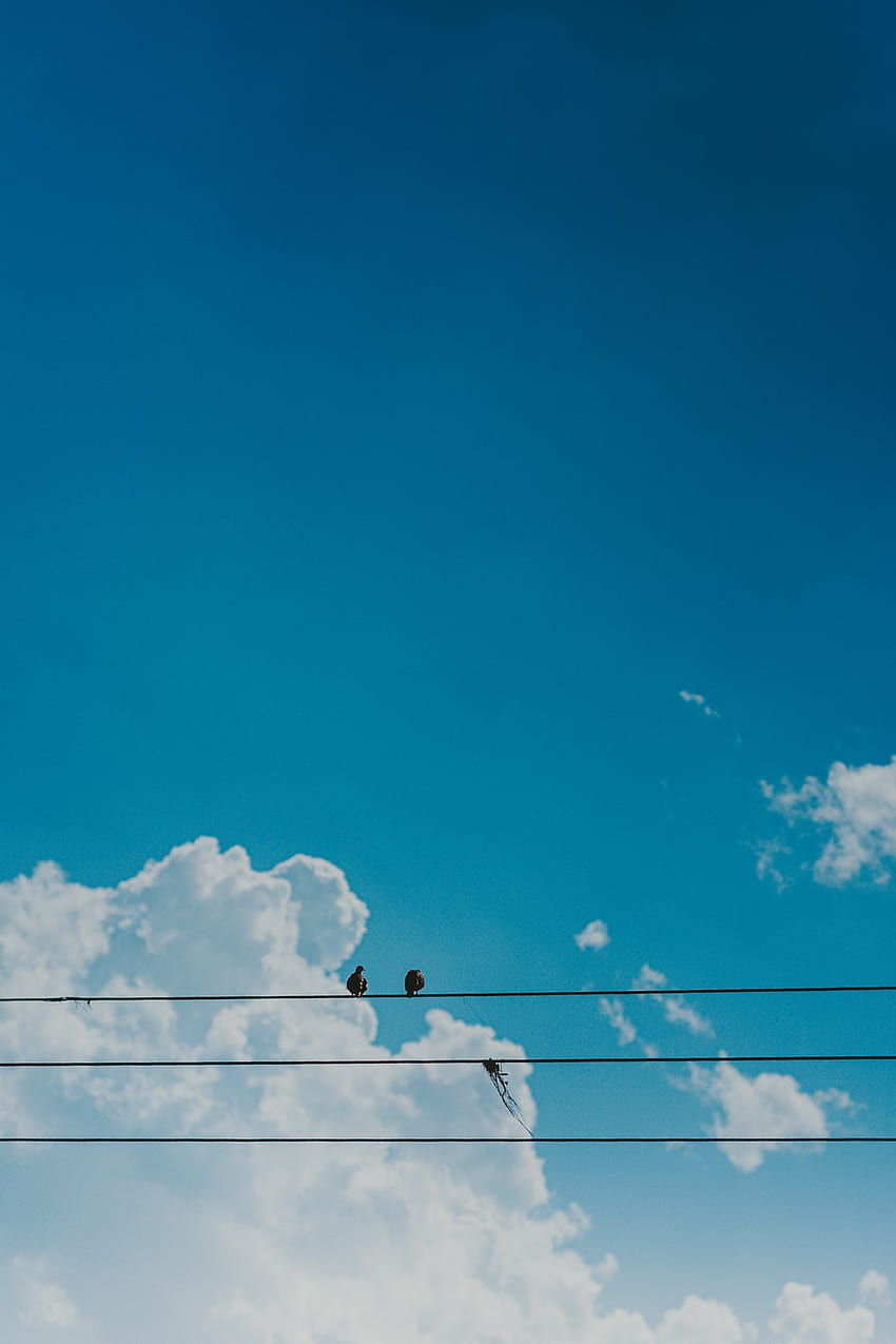 cables eléctricos negros bajo el cielo azul durante el día – Azul, Anime Sunny Sky fondo de pantalla del teléfono