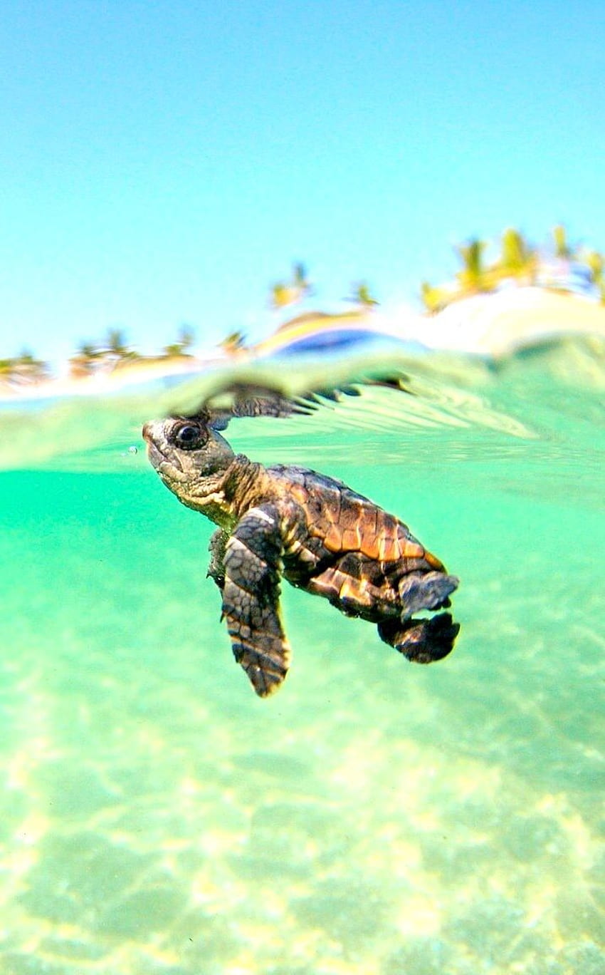 bébé tortue de mer, tortue de mer, tortue imbriquée, tortue de mer verte, tortue, tortue de mer olivâtre, tortue de mer hawaïenne Fond d'écran de téléphone HD