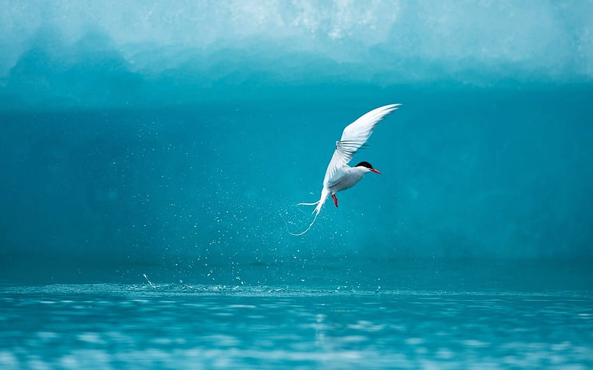 สัตว์ น้ำ นก สเปรย์ อาร์กติก นกนางนวล วอลล์เปเปอร์ HD