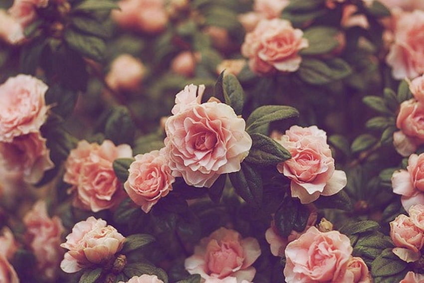Antike Blume, Vintage Blumengrafik HD-Hintergrundbild