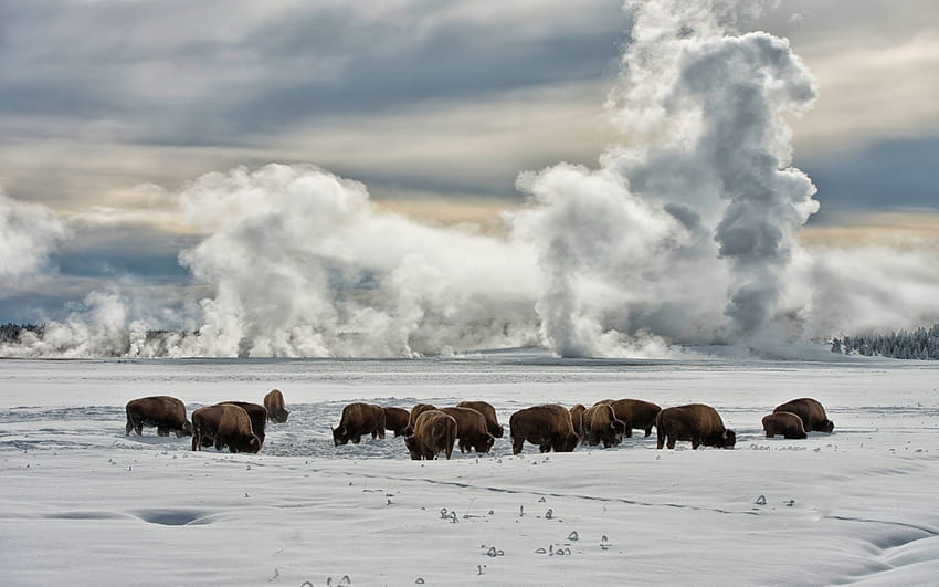 bisonte pastando en invierno en yellowstone, invierno, géiser, bisonte, vapor, manada, pastoreo fondo de pantalla