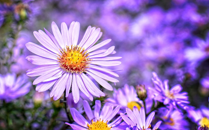 Aster September Birth Flower Blossom Plant Flower Purple Petal Bloom Ultra For Computers Laptop Mobile Phones And Tablet HD wallpaper