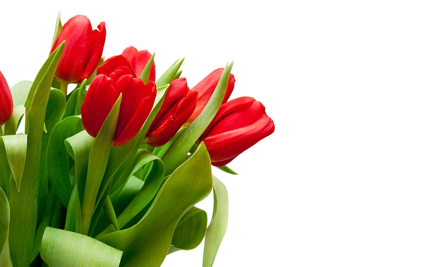 Red tulips on white background, tulip, flower, red, nature, petal HD wallpaper