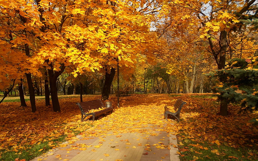 葉のじゅうたん、カラフル、パス、秋、色、秋、散歩、公園、葉、秋の素晴らしさ、木、道路、自然、森 高画質の壁紙
