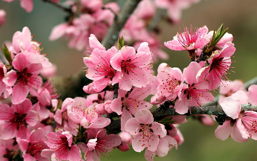 Spring, apple tree, pink flowers blossoms HD wallpaper