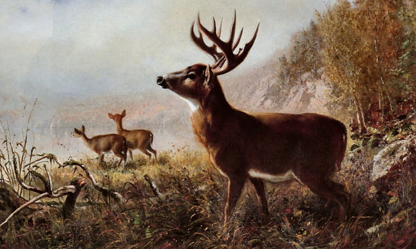 Temptin Shot - Deer F, animal, arte, cair, bonita, obra de arte, tela larga, vida selvagem, pintura, veado, outono papel de parede HD