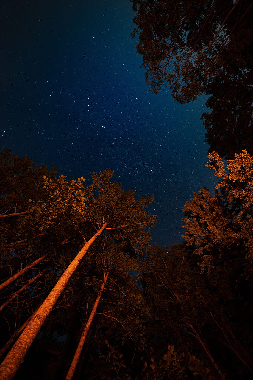 Trees, Night, Dark, Starry Sky, Crown, Crowns HD phone wallpaper