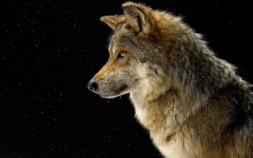Вълк, величествен, абстрактен, кучешки, природа, сив вълк, приятелство, арктика HD тапет