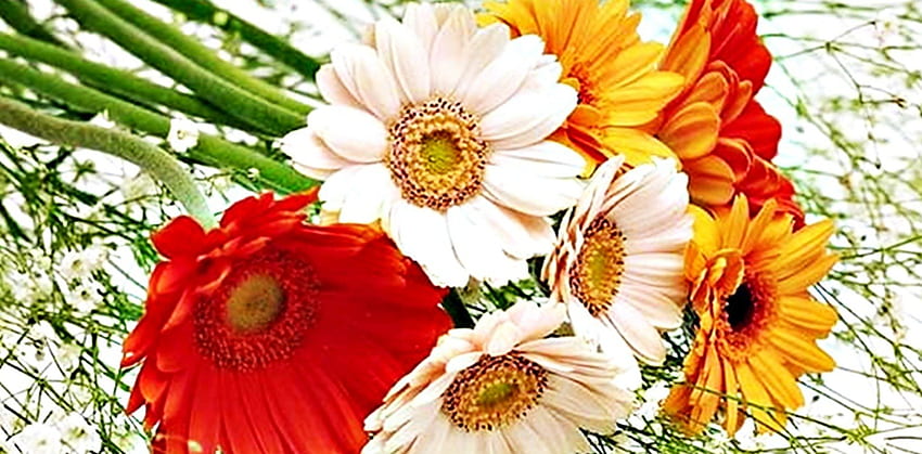 Daisy, yelow, pretty, red, soft, beautiful HD wallpaper