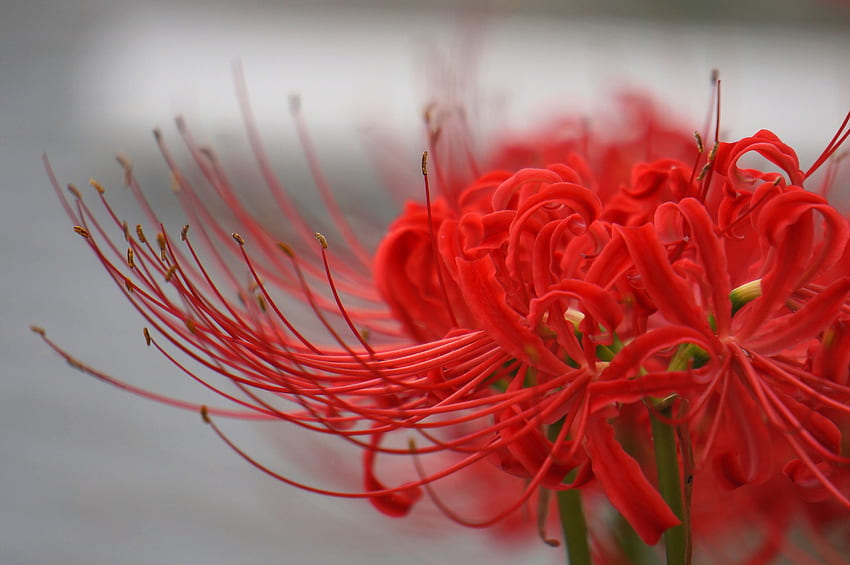 Fokus Selektif Red Spider Lily , Lily Wallpaper HD