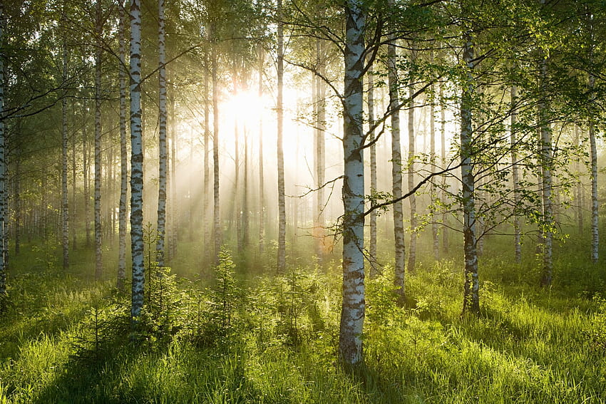 Birkenwald Sonnenlicht HD-Hintergrundbild