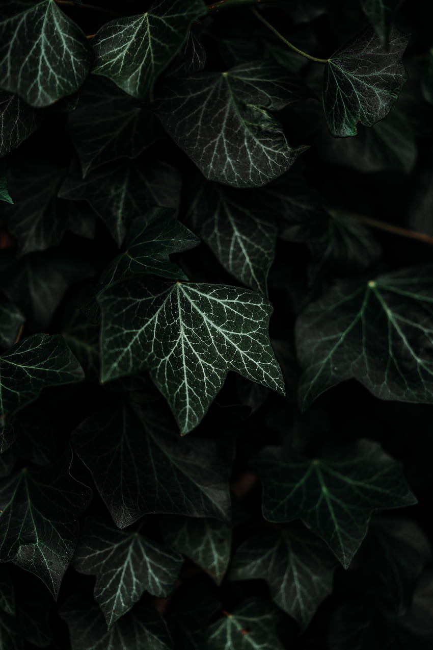 Leaves, Bush, Plant, Dark HD phone wallpaper | Pxfuel