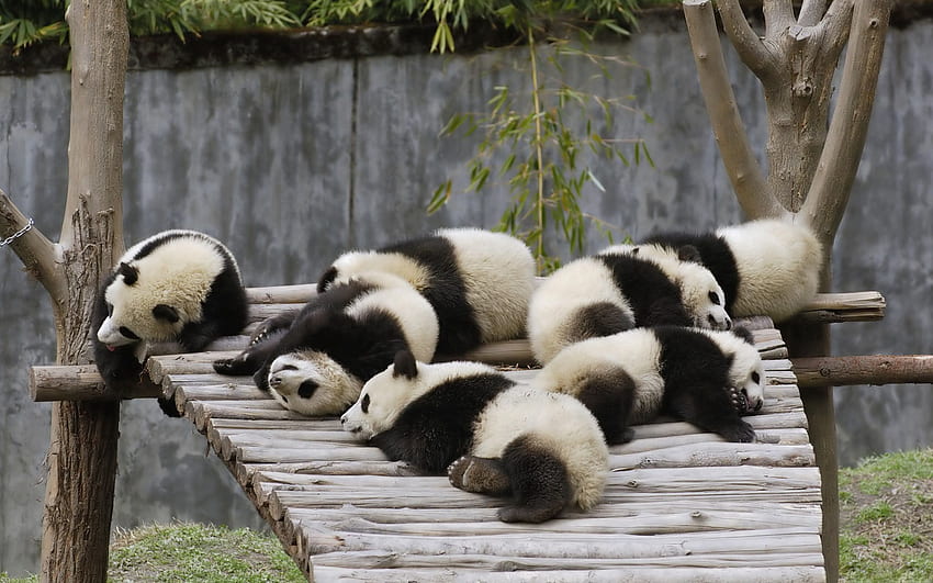 Animals, Nature, Pandas, To Lie Down, Lie, Sleep, Dream, Multitude, Lots Of HD wallpaper