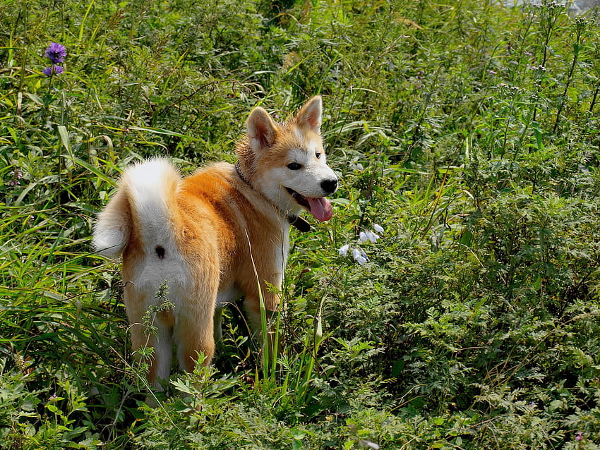 Tiere, Gras, Spaziergang, Welpe, Akita Inu HD-Hintergrundbild