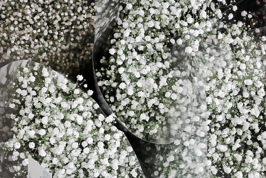 Yeşil ve Beyaz Çiçek Tomurcukları · Stok, Bebek Nefesi HD duvar kağıdı