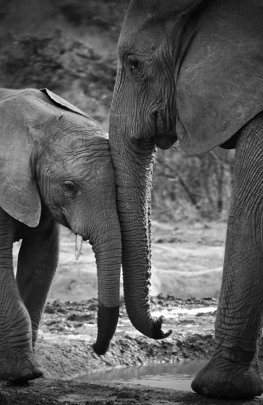 grayscale of elephant walking on the field – Grey on Unsplash, Baby Elephant Dark HD phone wallpaper