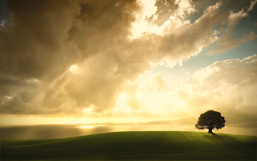 samotne drzewo, okna, chmury, niebo, samotny, drzewo Tapeta HD