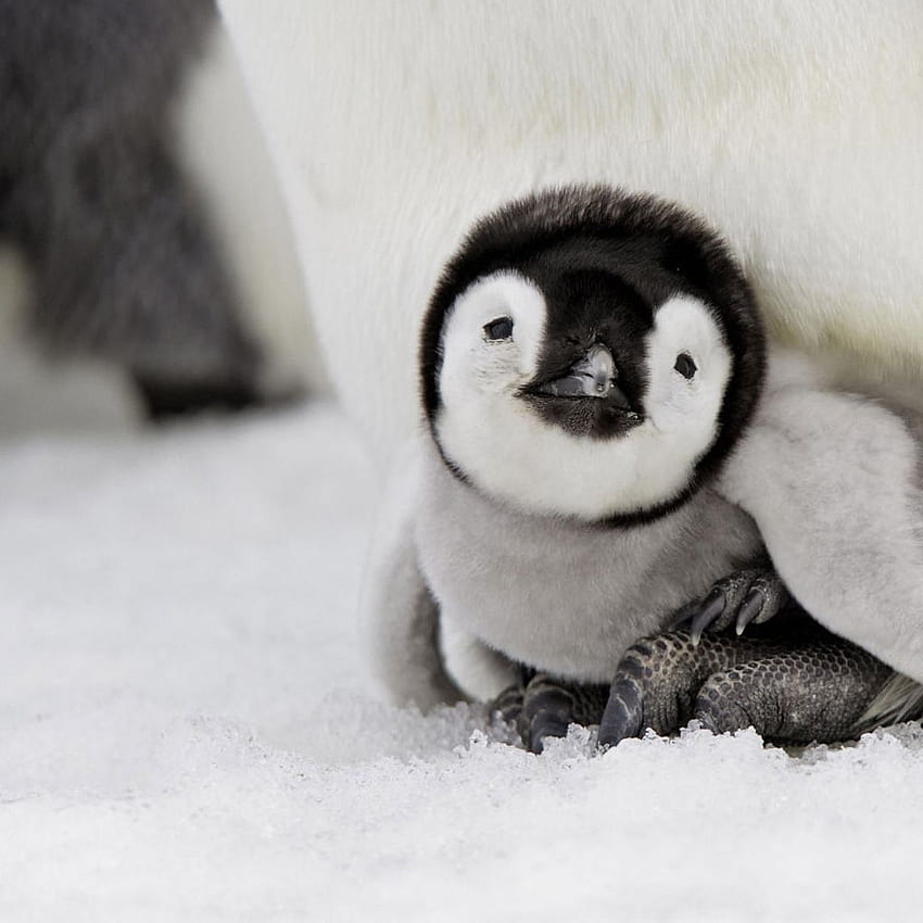 Penguins, Cute Animals and Beautiful, Cute Penguin Winter Animal ...