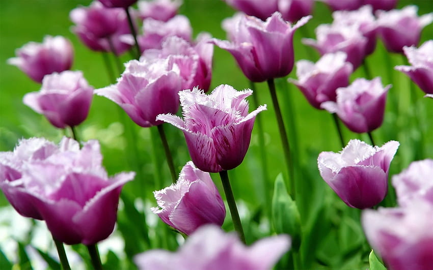 Fleurs, Herbe, Tulipes, Rayé, Sur Le Terrain Fond d'écran HD