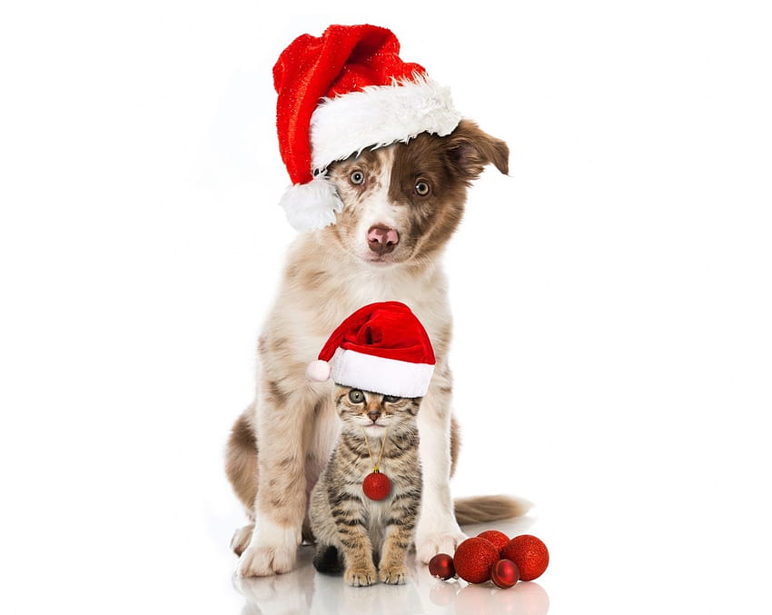 :), caine, santa, hat, kitten, dog, white, craciun, cute, cat, pisici, christmas, border collie, red HD wallpaper