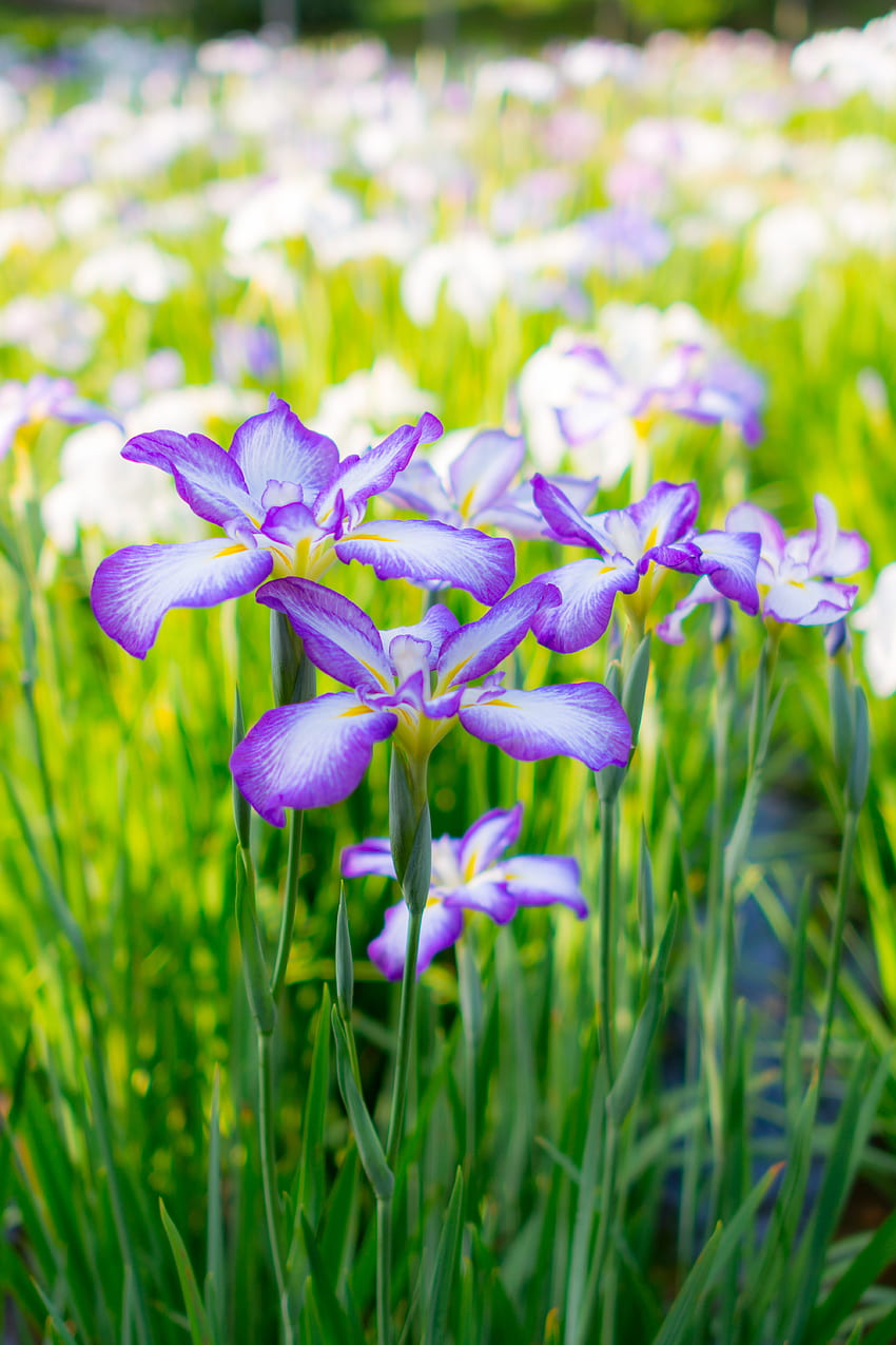 Fleurs, Été, Bloom, Floraison, Parterre De Fleurs, Parterre De Fleurs, Iris Fond d'écran de téléphone HD
