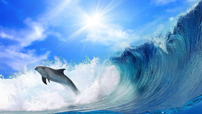 Animales, mar, olas, brillo, brillantez, rebote, salto, luz solar, delfín fondo de pantalla