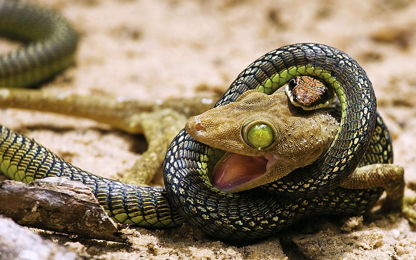 między życiem a śmiercią, wąż, jaszczurka, gekon Tapeta HD