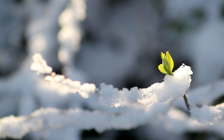 Snow sprout green winter HD wallpaper