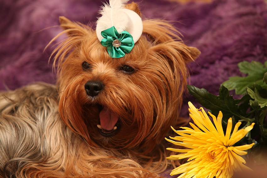Tiere, Blume, Hund, Schnauze, Yorkshire Terrier, Gähnen, Gähnen HD-Hintergrundbild