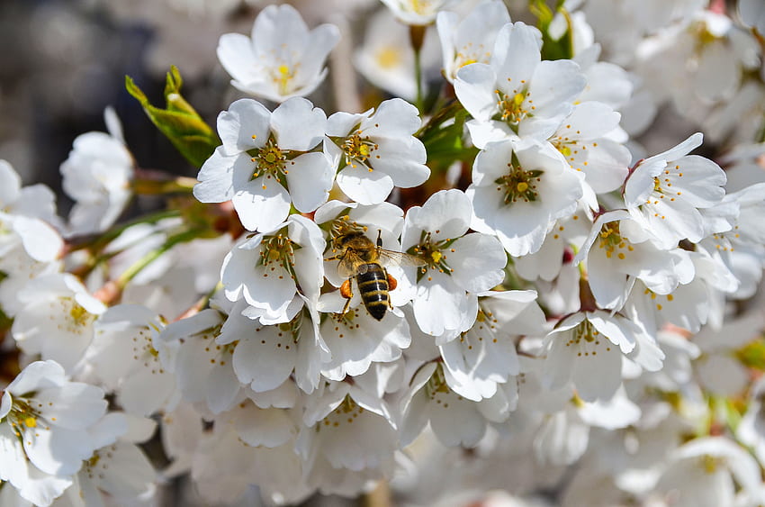 Макро, цъфтеж, цъфтеж, пчела, пролет, опрашване HD тапет