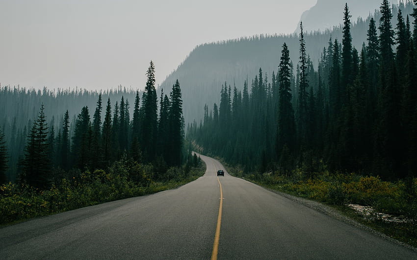 road surrounded with trees HD wallpaper