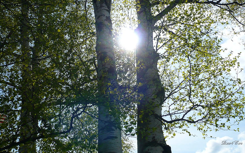 Sun Through Birch, vidoeiro, Washington, árvores, céu, widescreen, sol, floresta papel de parede HD