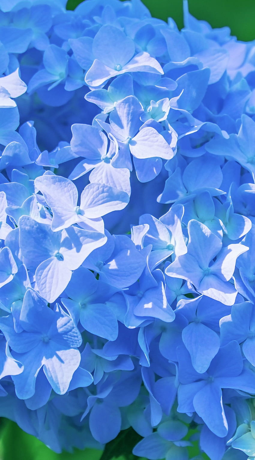 blue flowers hydrangea HD phone wallpaper