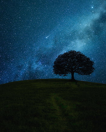 Stars, Night, Dark, Wood, Tree, Field HD phone wallpaper | Pxfuel