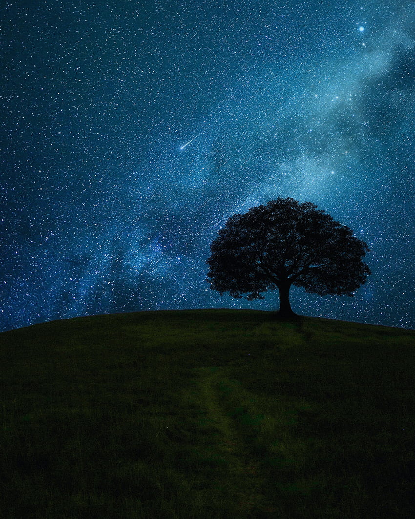 별, 밤, 수평선, 어두운, 나무, 나무, 들판 HD 전화 배경 화면