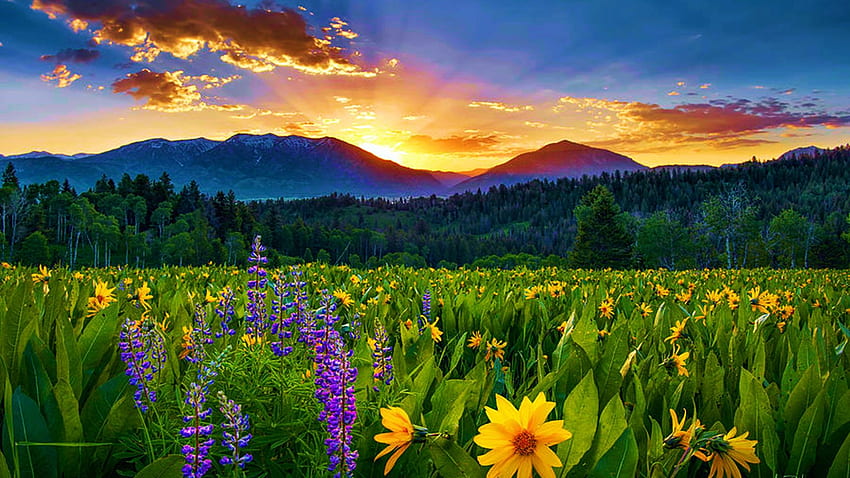 East Idaho Spring's Delight, цветове, облаци, небе, цветя, планини, изгрев, пейзаж, САЩ, цветове, поле HD тапет