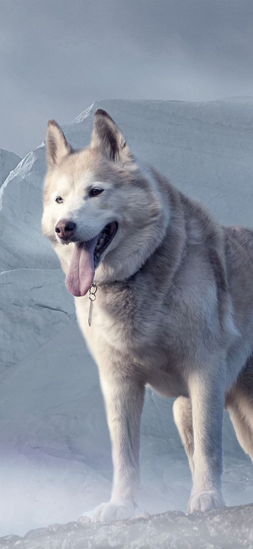 Husky Dog, Glacier IPhone 11 XR , Background, Dogs Underwater HD phone  wallpaper | Pxfuel