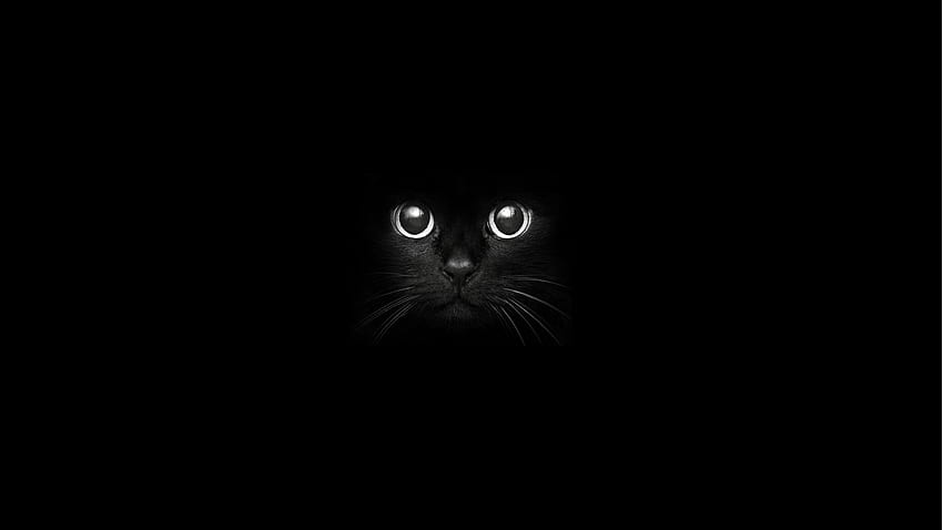 검정, 고양이, 흑백, 구레나룻, 검은 고양이, 어둠, 컴퓨터, 검정색과 흰색, 흑백 그래프, 포유 동물과 같은 고양이, 중소형 고양이. 모카, 흑백 동물 컴퓨터 HD 월페이퍼