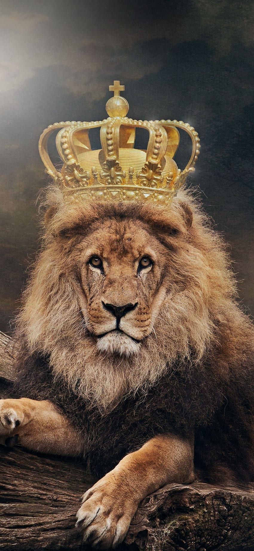 Lion, roi, couronne IPhone 11 Pro XS Max Fond d'écran de téléphone HD
