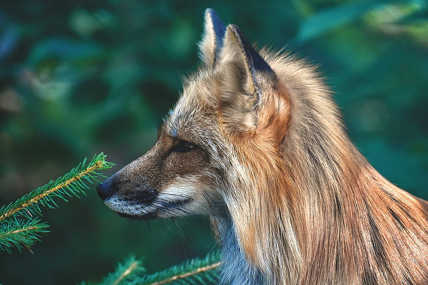 Fox, animal, vulpe, nature, profile HD wallpaper