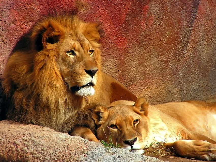 Animali, coppia, coppia, leone, predatore, gattone, criniera Sfondo HD