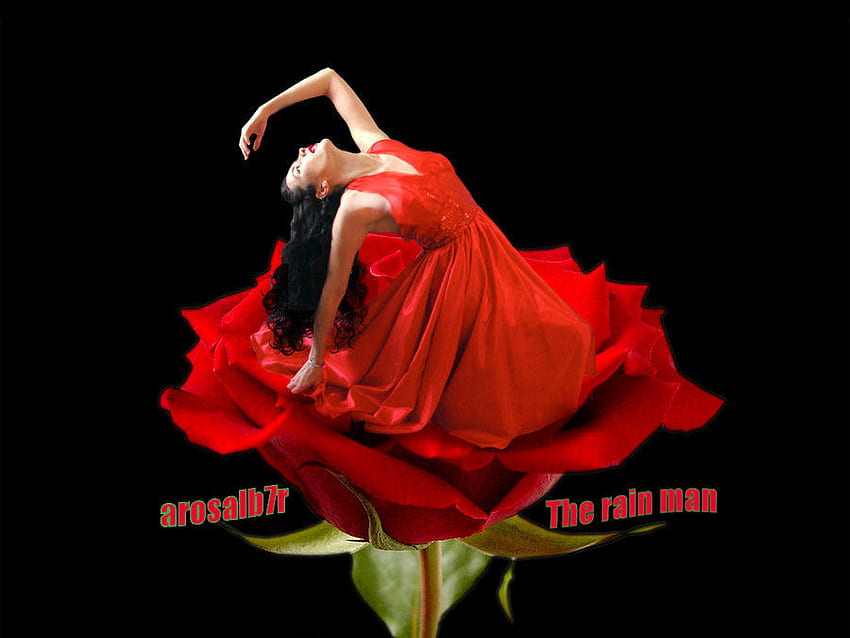 Разцъфнала роза, роза, дъждовният човек, изразителен, червен, красив, рокля, жена HD тапет