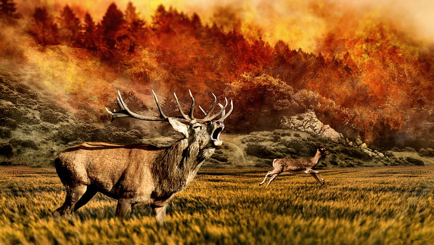 Elch läuft vor Waldbrand, Elch, Waldbrand, Tier, Grafik, schön, Breit, Wildtiere, Hirsche HD-Hintergrundbild