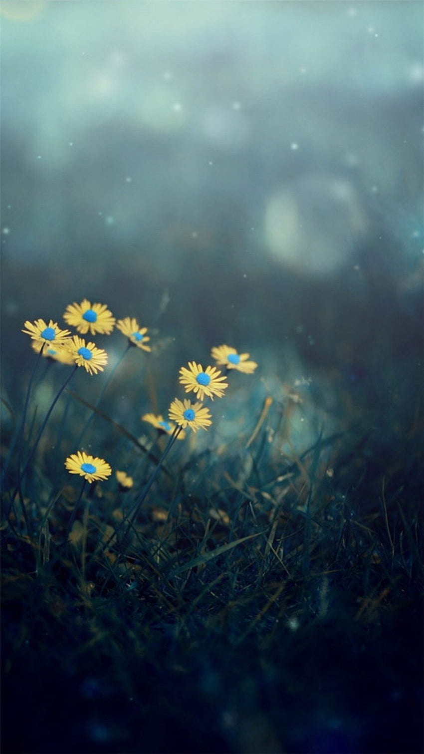 Night Dark Little Daisy Flower Lawn Grassland Bokeh iPhone 8, Dark Spring wallpaper ponsel HD