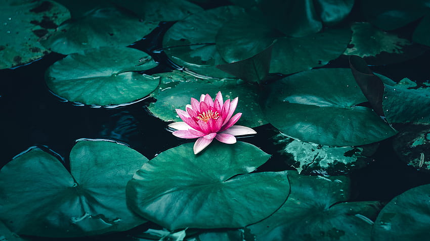 Lotus, kwiat, różowy kwiat, staw Tapeta HD