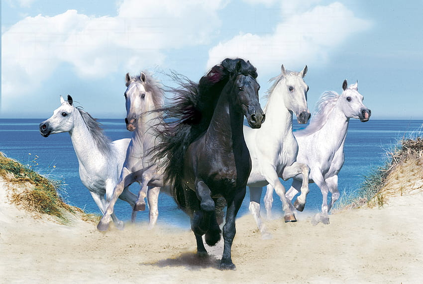 Dream Horses, horses, animals HD wallpaper