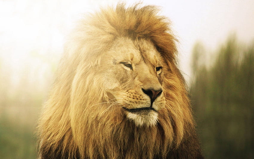 สัตว์ นอนลง โกหก สิงโต นักล่า แผงคอ วอลล์เปเปอร์ HD